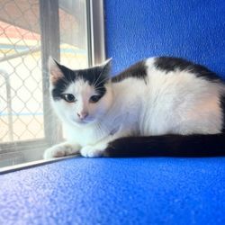 Male Domestic Short Hair Mix Cat