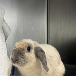 Male Mini Lop Rabbit