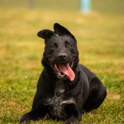 Medium Male Labrador Retriever Mix Dog