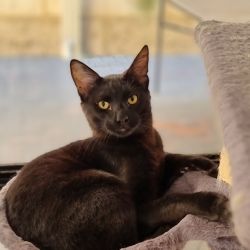Male Domestic Short Hair (DSH) Mix Cat