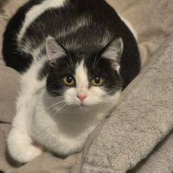 Female Domestic Short Hair (DSH) Cat