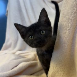 Female Devon Rex Mix Cat