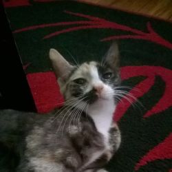 Female Domestic Short Hair Cat
