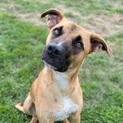 Large Male Border Collie Mix Dog