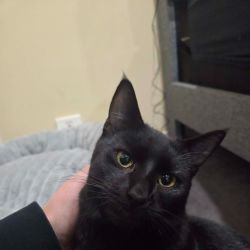 Male Domestic Short Hair (DSH) Mix Cat