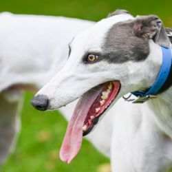Large Male Greyhound Dog