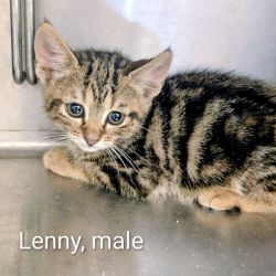 Female Domestic Short Hair (DSH) Mix Cat