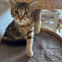 Female Domestic Medium Hair (DMH) Cat