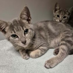 Female Domestic Short Hair (DSH) Cat