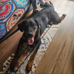 Large Male Mixed breed Dog