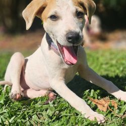 Medium Male Catahoula Leopard Dog Mix Dog
