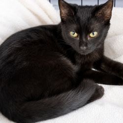 Female Domestic Short Hair (DSH) Cat