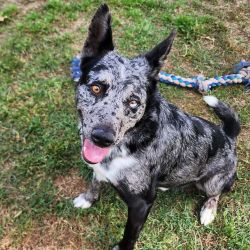 Medium Male Australian Koolie Dog
