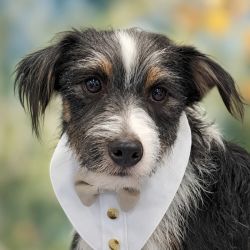 Small Male Border Terrier Mix Dog