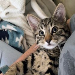 Male Domestic Short Hair (DSH) Mix Cat