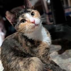 Female Dsh Mix Cat
