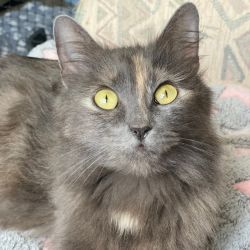 Female Domestic Short Hair (DSH) Mix Cat