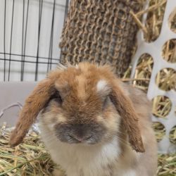 Male Lop Eared Rabbit