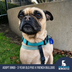 Small Female Pug x French Bulldog Dog