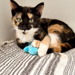 Female Domestic Short Hair (DSH) Cat