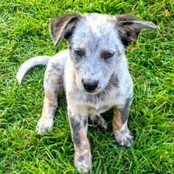 Medium Female Australian Cattle Dog Mix Dog