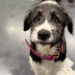 Large Female Akita Inu x Poodle Standard Mix Dog