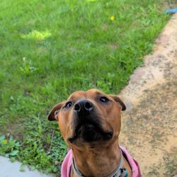 Medium Male Staffordshire Bull Terrier Dog