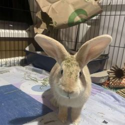 Female Harlequin Rabbit