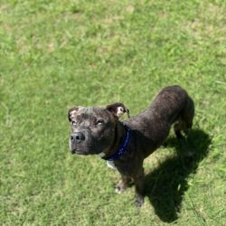 Medium Male Staffordshire Bull Terrier Dog