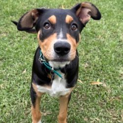 Medium Male Australian Kelpie Dog