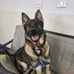 Large Female German Shepherd Mix Dog