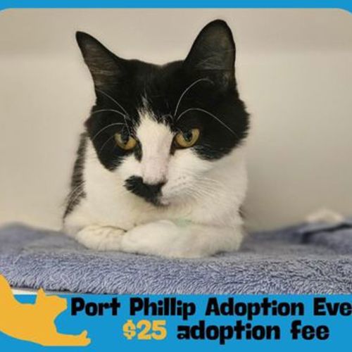 Chilled Out Cherry - Domestic Medium Hair Cat