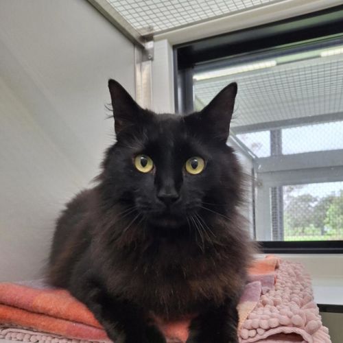 Syd - Domestic Medium Hair Cat