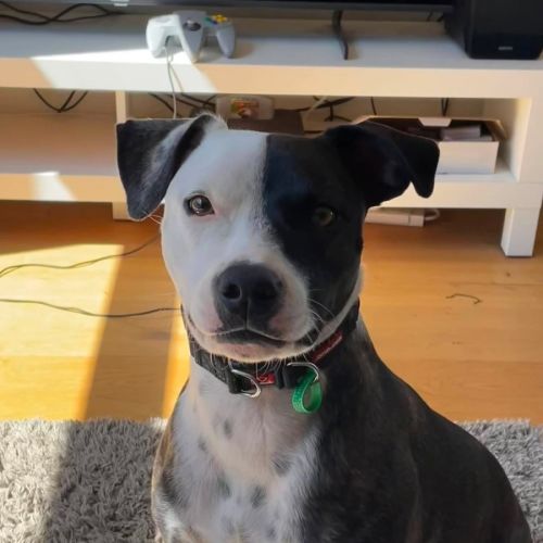 Rocky "Urgent Foster Carer Needed" - Staffordshire Bull Terrier Dog