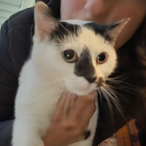 Milly - Domestic Short Hair (DSH) Cat