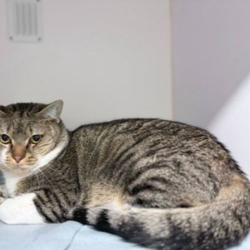 Rodney Copperbottom - Domestic Short Hair Cat