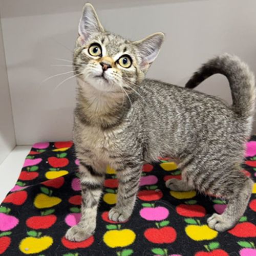 Uma - Domestic Short Hair (DSH) Cat