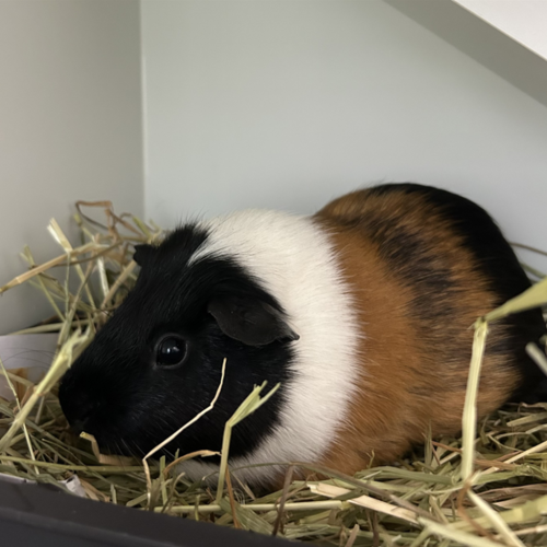 Pumba - Smooth Hair Guinea Pig