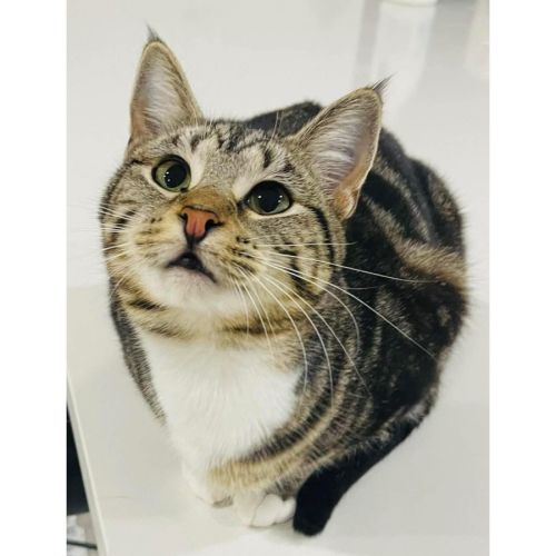 10362 - Treacle - Domestic Short Hair (DSH) Cat