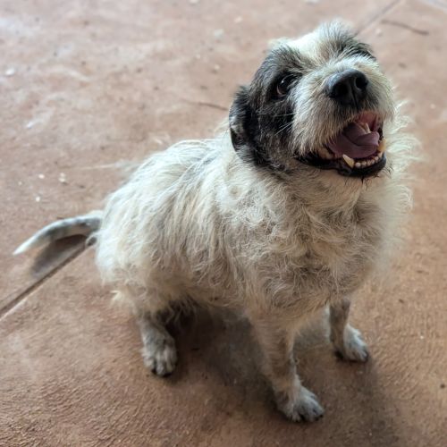 Scamp - Mixed Breed x Mixed breed Dog