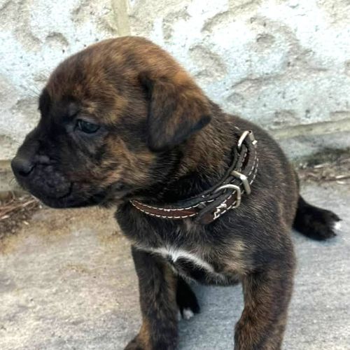 Teddy - Mixed breed Dog