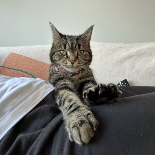 Lucy *9 Lives Project Rescue* - Domestic Short Hair (DSH) Cat