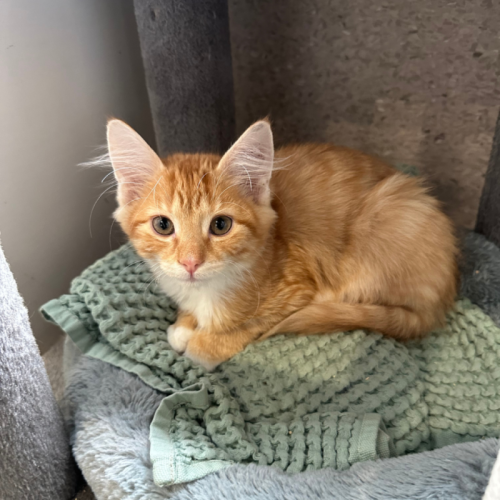 Lucas - Domestic Short Hair (DSH) Cat