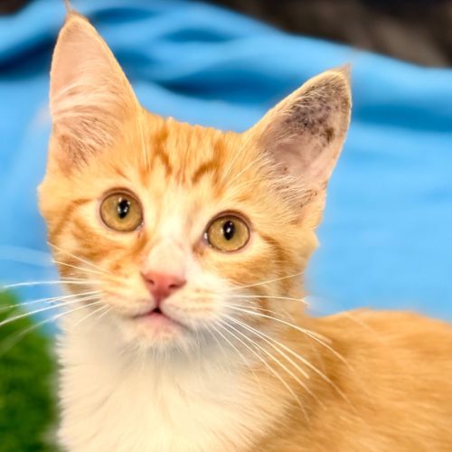 Fern  - Domestic Medium Hair (DMH) Cat