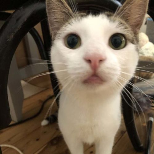 Biscuits - Domestic Short Hair Cat