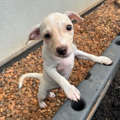 Falko - Mixed breed Dog