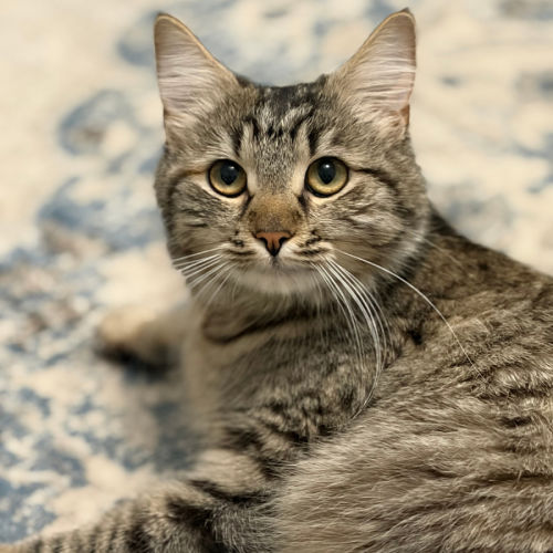 Madam  - Domestic Long Hair (DLH) Cat