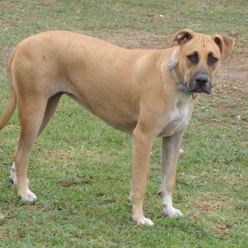 Lola - Mastiff Dog