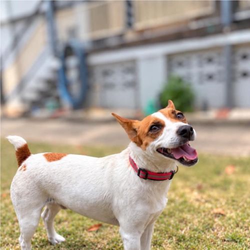 Rusty - Jack Russell Terrier Dog