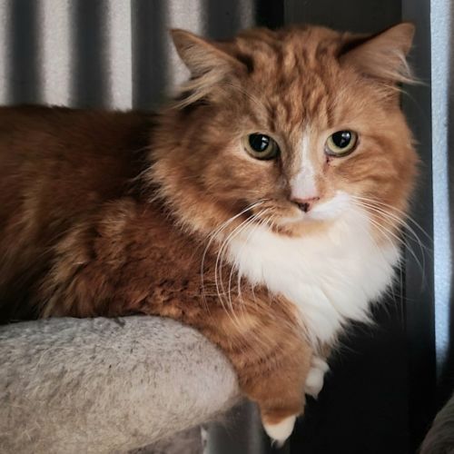 Simple red  - Domestic Medium Hair (DMH) Cat